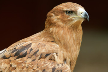 Portrait of a Tawny Eagle