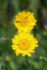 Yellow Flower