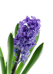 hyacinth