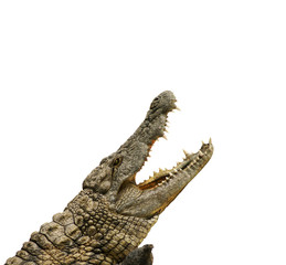 Fototapeta premium Alligator will fressen