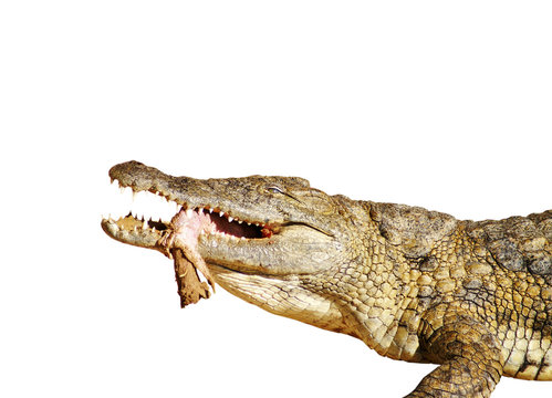 Krokodil mit seinem Opfer