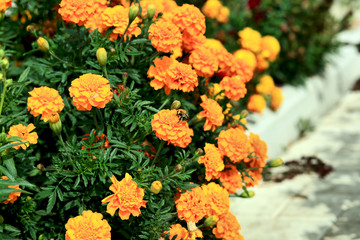 marigold