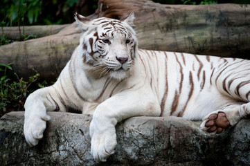 Fototapeta premium White Tiger