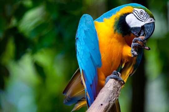 Fototapeta Parrot