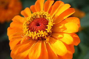 Orange flower