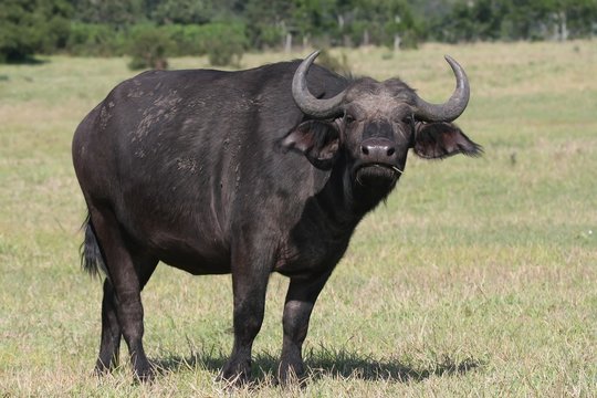 Buffalo Cow