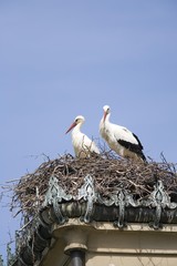 storks