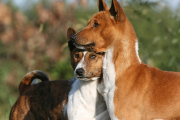 calin de deux basenji vu de pres à la campagne