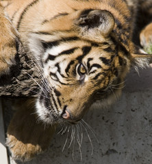 tiger