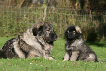 maman et son petit berger yougoslave assis face a face