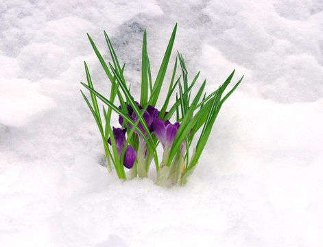 Crocuses in snow
