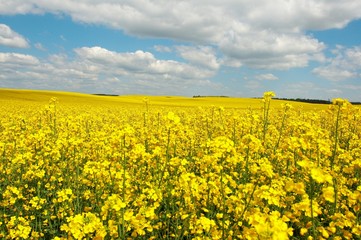 Obraz premium field yellow