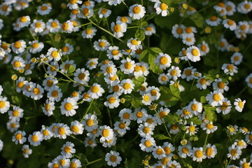 Carpet from daisies
