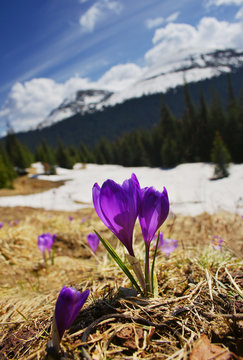 spring in mountains