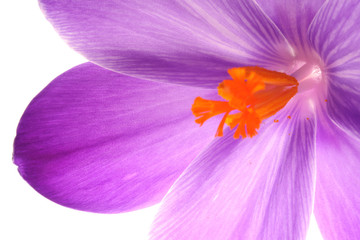 blue crocus flower