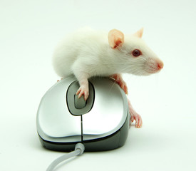 rat on computer mouse