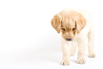curious Puppy Labrador retriever cream on white background