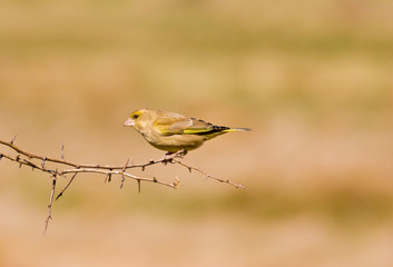 Female Greenfinch