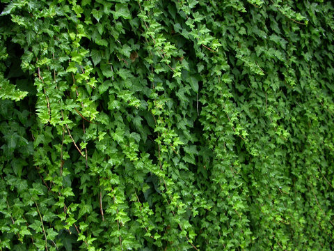 hedge