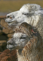 Têtes de lamas © Philippe LERIDON