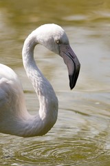 Obraz premium flamingo