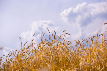 Golden wheat ready for harvest growing in a farm field under blu