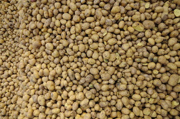 Futterkartoffeln
