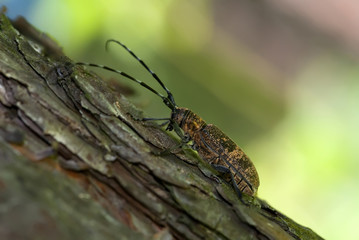capricorn beetle