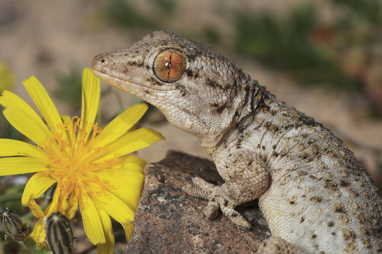 Tarentola mauritanica (gecko)