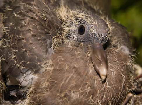 Nest of the ring-dove. (Columba palumbus)