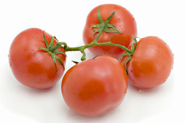 tomatoes