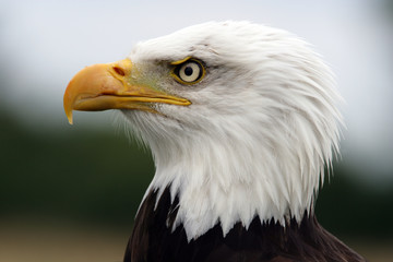 Obraz premium Portrait of a Bald Eagle