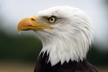 Foto op Plexiglas Portrait of a Bald Eagle © scooperdigital