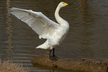 Cigno