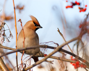 Bombycilla garrulus, Waxwing