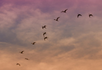 Ibis flying