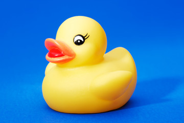 Yellow rubber duck on blue background