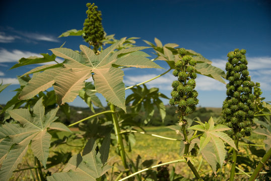 Castor Seed