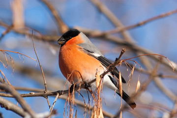 Bullfinch, Pyrrhula pyrrhula, male