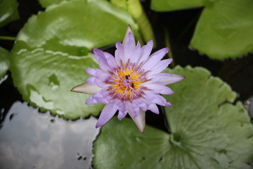 Seerosenbl&uuml;te &uuml;ber der Teich-Oberfl&auml;che
