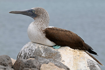 Blue-footed booby on the rock