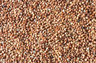 buckwheat