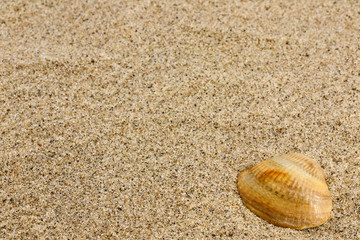 sand and sea shell