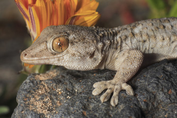 Tarentola mauritanica (gecko)