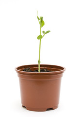 Pea seedling propagating in a pot