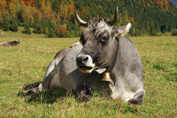 kuh auf der wiese