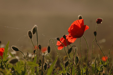 Obraz premium poppies