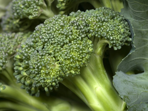 Broccoli close up