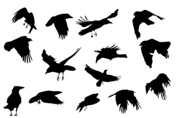 crows  flying, vector silhouette collection - 12809619