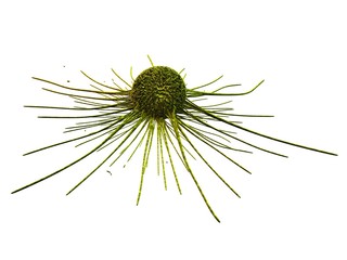 isolierter virus